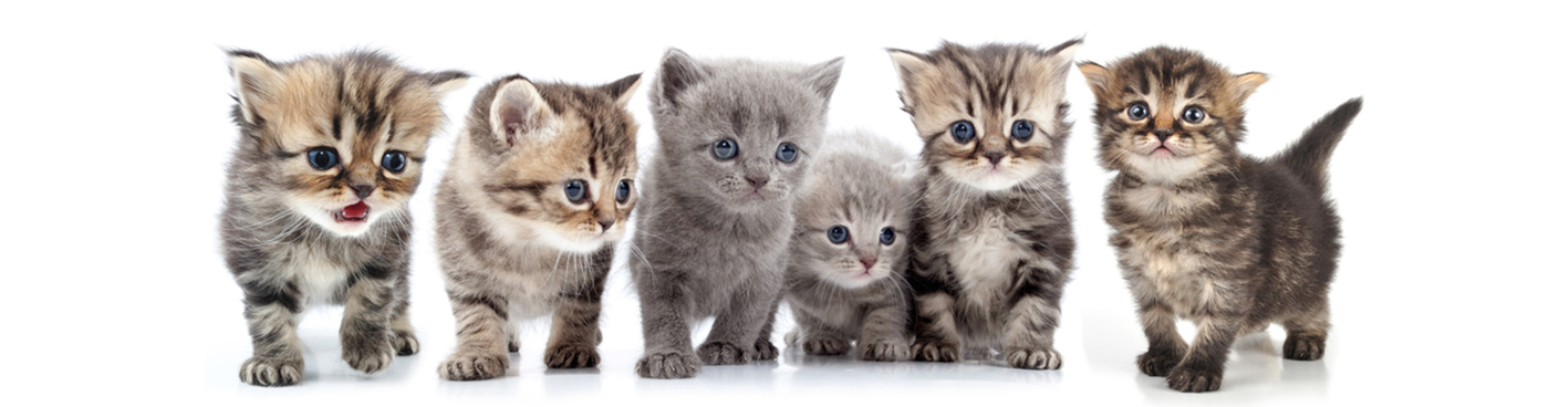 Kittens2