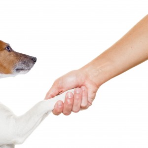 dog and owner handshaking or shaking hands , dog with paw and looking up to owner, isolated on white background